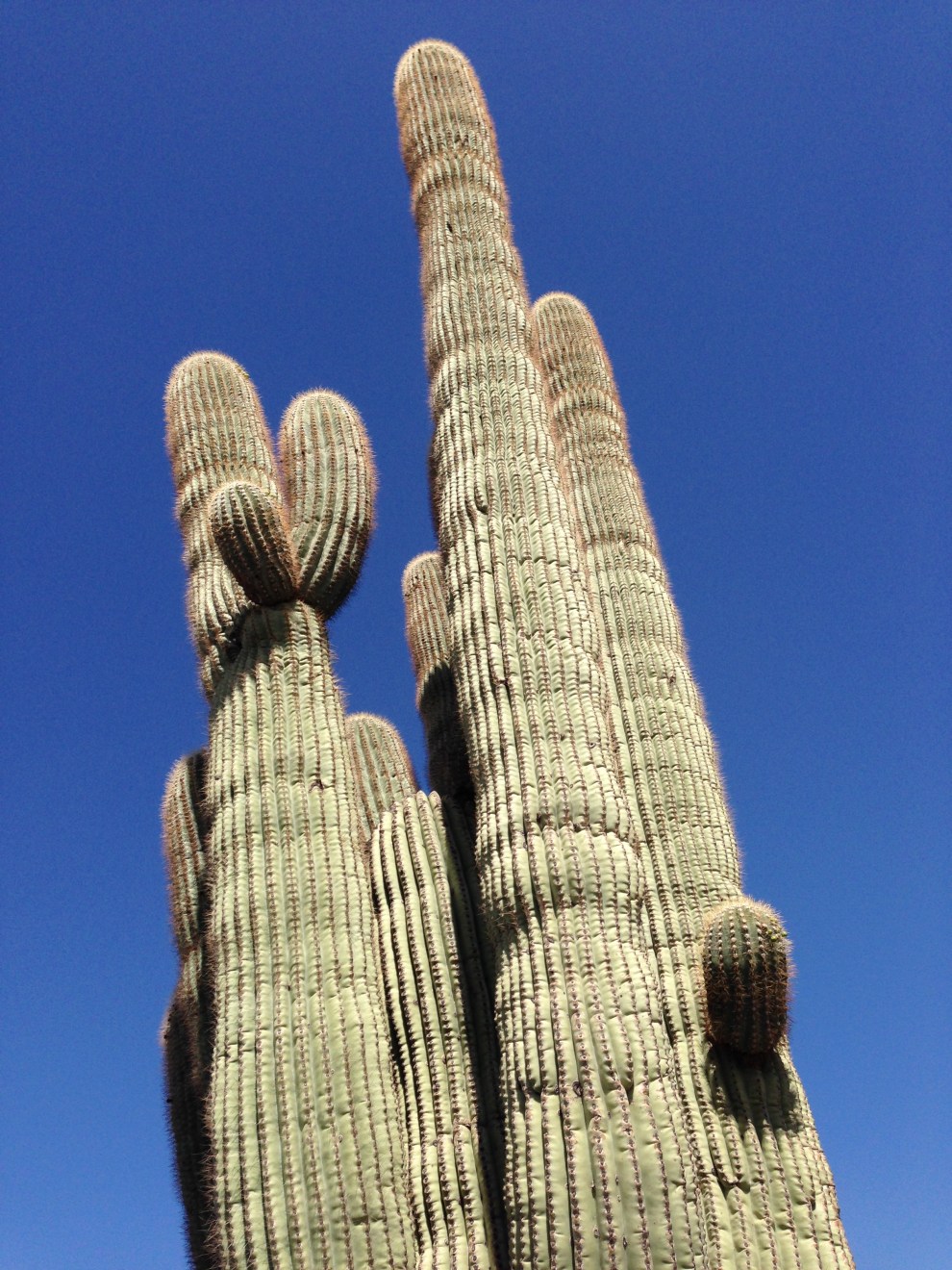 grown saguaro