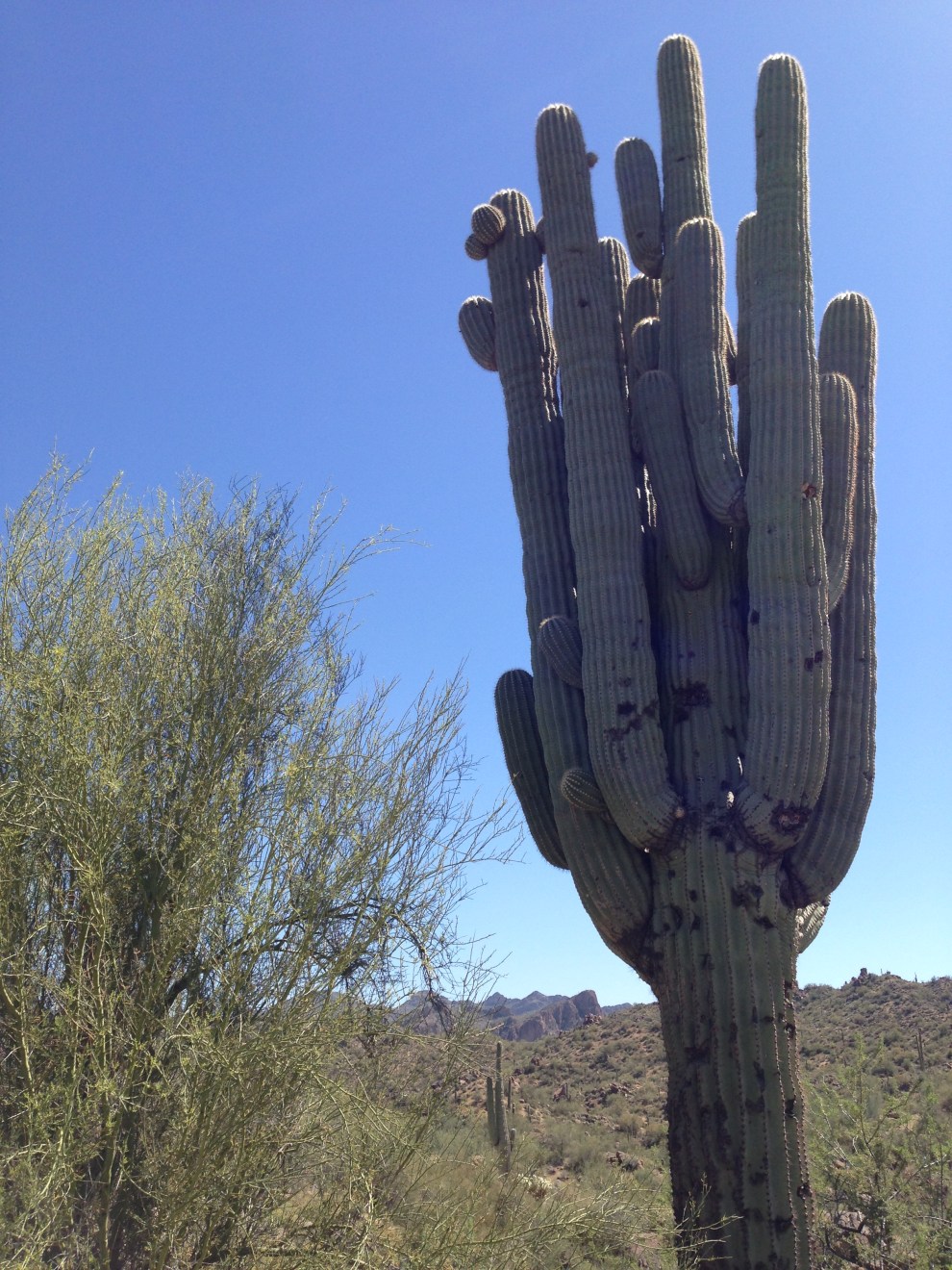 old saguaro