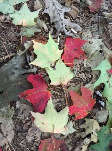 fall leaves
