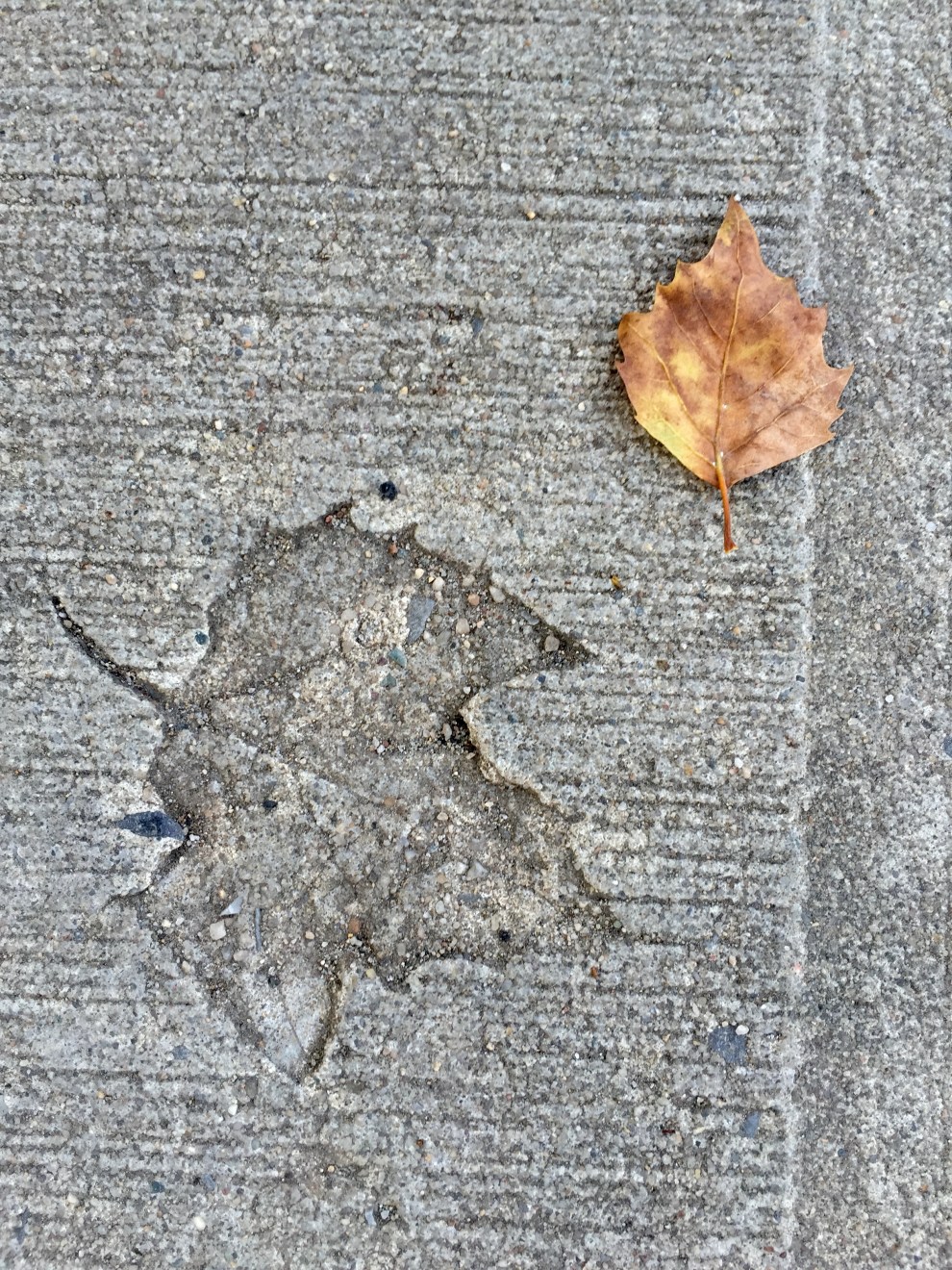 leaf in concrete