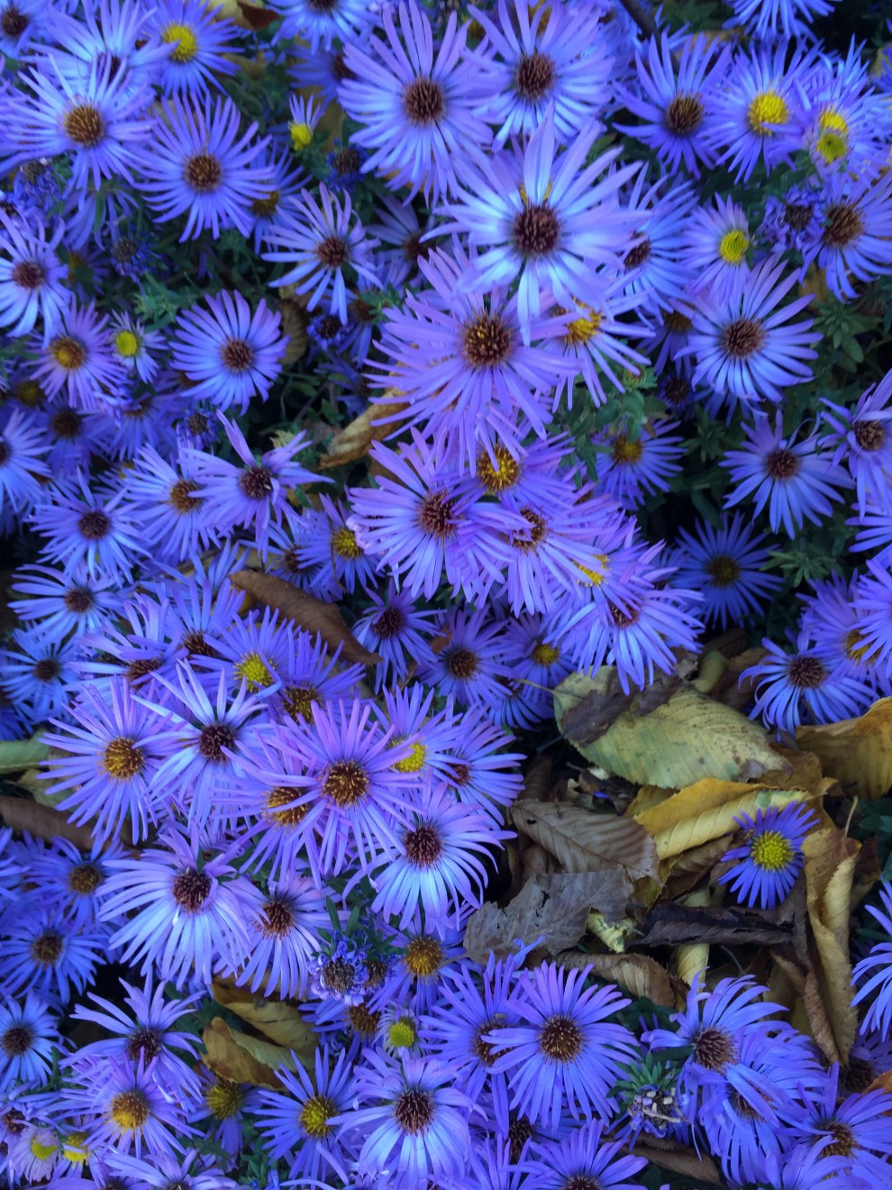Asters
