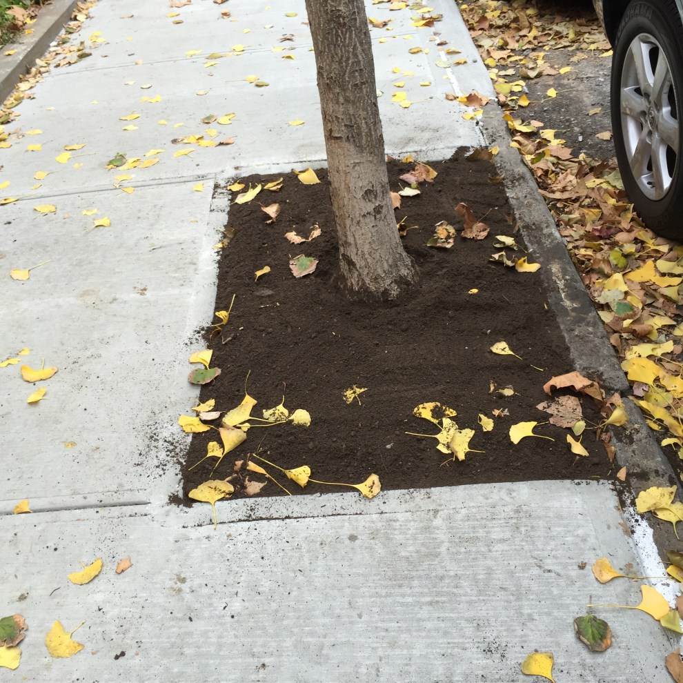 ginkgo topsoil