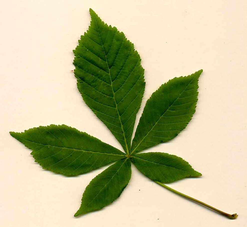 Leaf Horse chestnut