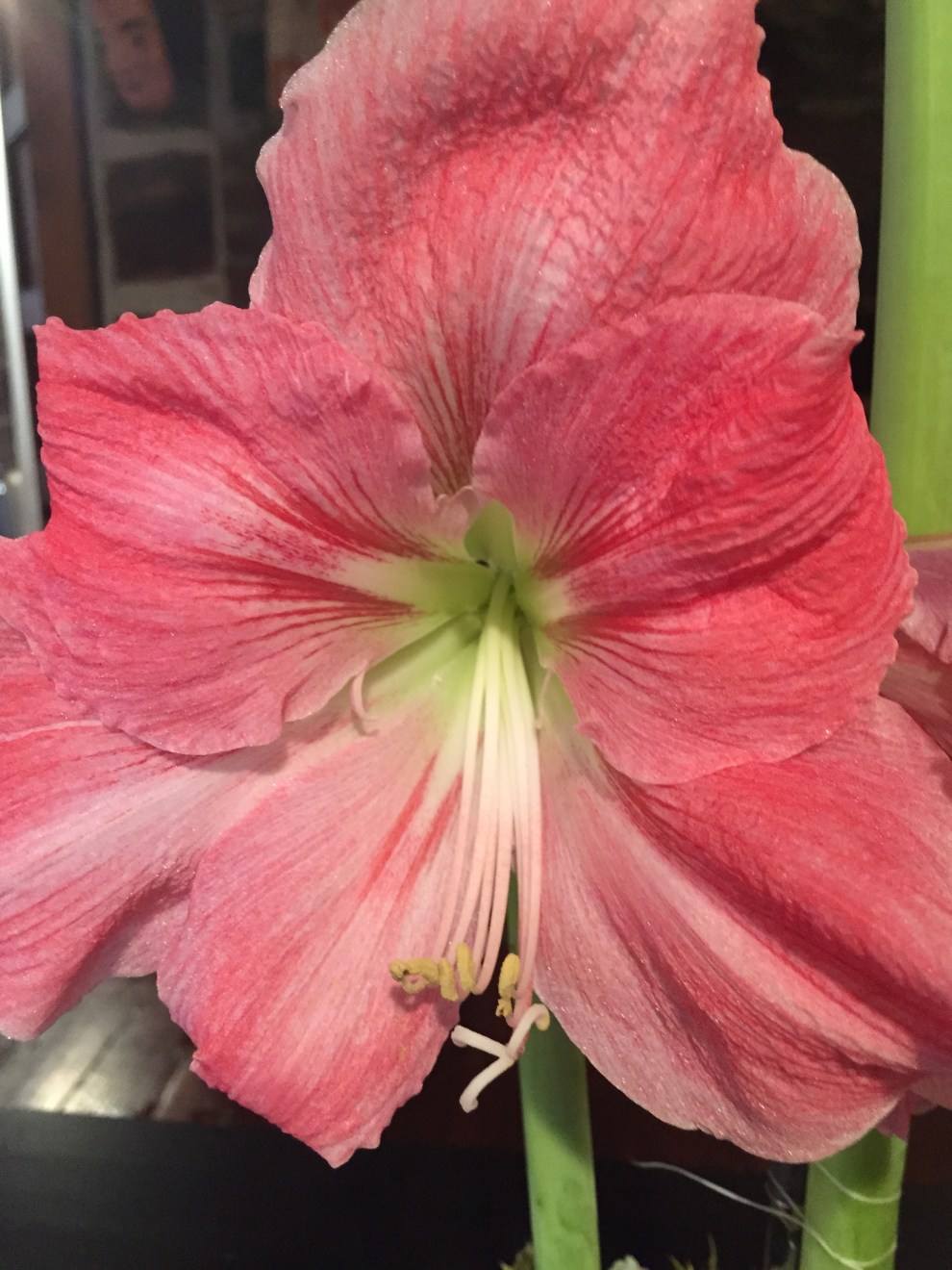 amaryllis