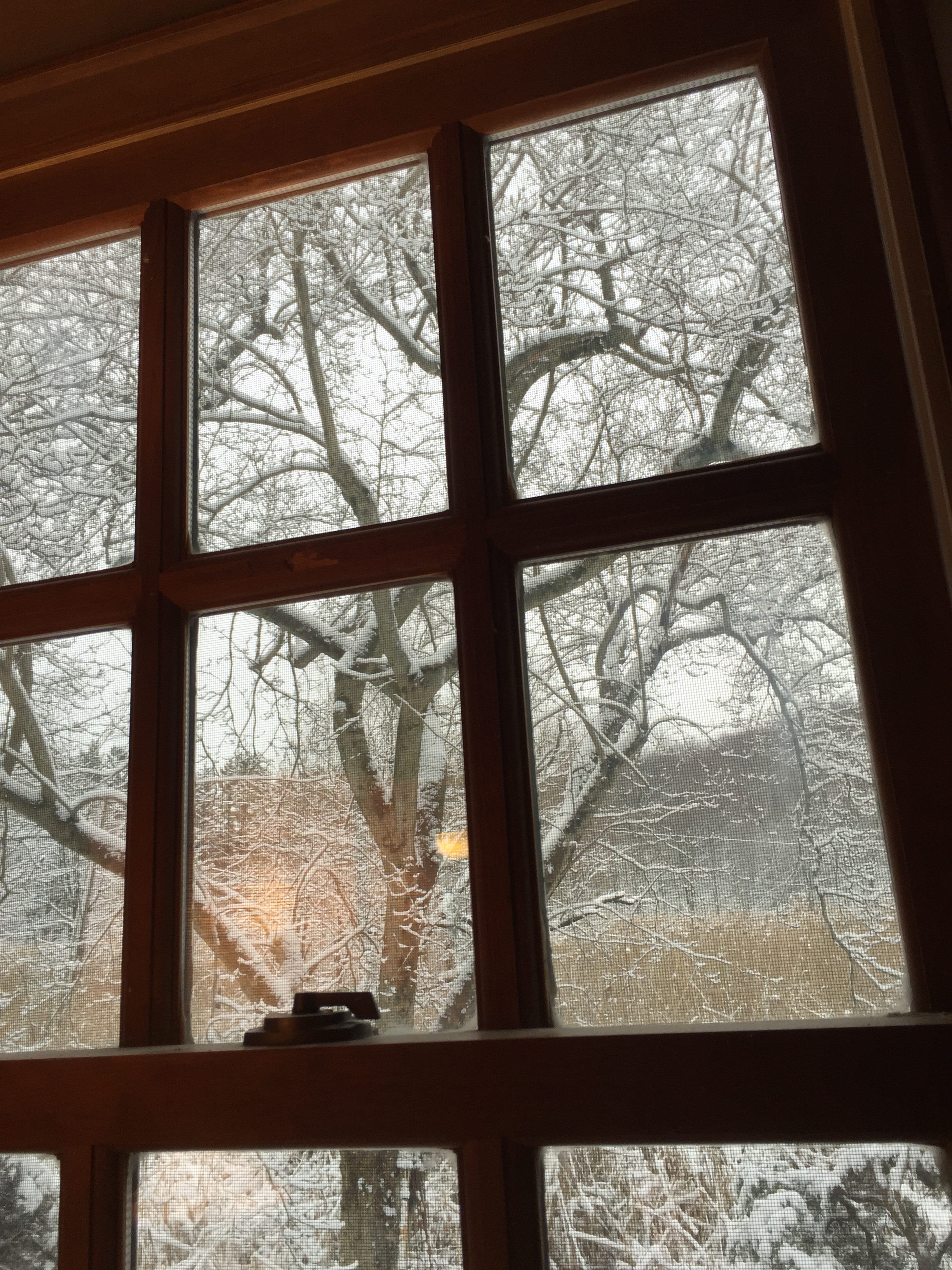 snow window.JPG