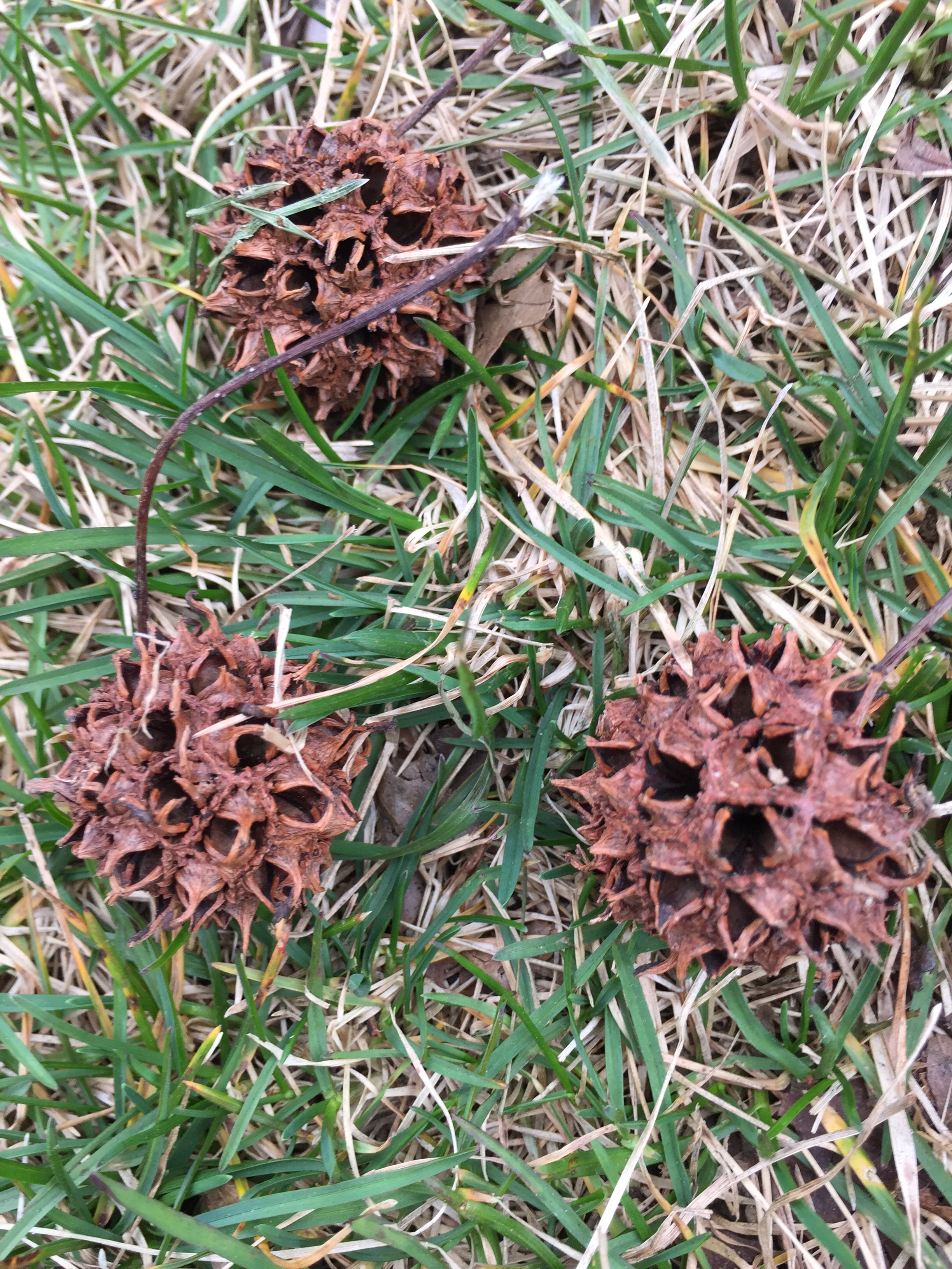 sweetgum.JPG