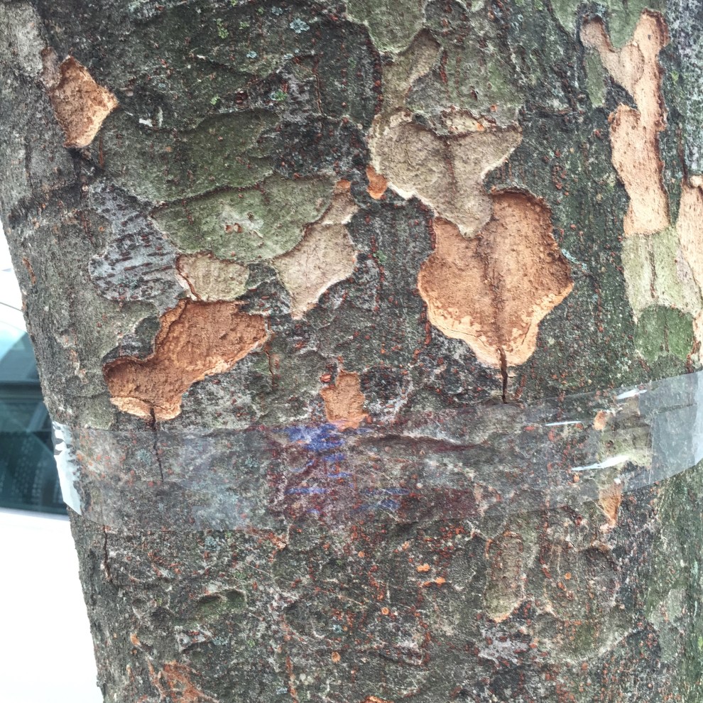 zelkova bark.jpg